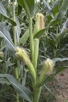 Maize Prints: Young maize cobs