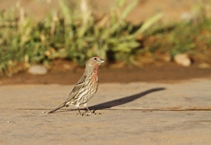 Finch Prints: Young Male House Finch looking skyward for danger