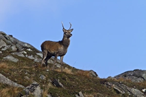 Buck Prints: A young male red deer with a single spike antler, taken on the isle of jura