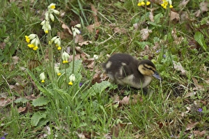 Mallard Prints: Young Mallard duckling