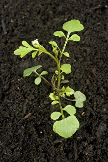 Hairy Prints: Young plant of hairy bittercress, Cardamine hirsuta, an annual garden weed