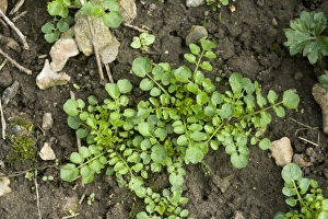 Hairy Prints: Young plants of hairy bittercress, Cardamine hirsuta, on soil