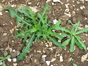 Waste Prints: Young prostrate perennial sow-thistle, Sonchus arvensis plants on waste arable ground