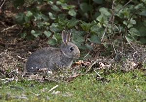 Oryctolagus Prints: young Rabbit taken at RSPB Minsmere Suffolk