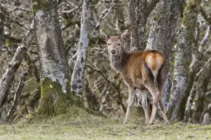 A young Red Deer hind stands near woodland on the Isle of Jura, Scotland