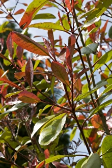 Growth Prints: Young red leaves of Photonia Red Robin in spring, an ornamental garden foliage plant