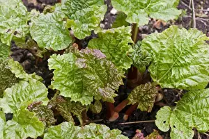 Green Prints: Young rhubarb shoots in late winter as plant emerges from dormancy