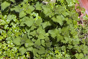 Stinging Prints: Young shoots of perennial stinging nettle