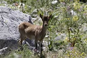 Andalusia Prints: A young Spanish Ibex near Grazalema, Andalusia Spain