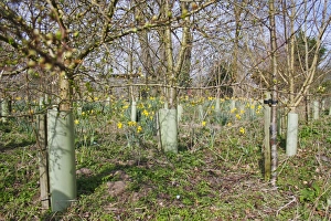 Protects Prints: Young trees protected with plastic sleeves