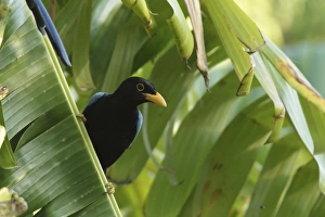 Leaves Prints: Yucatan Jay (Cyanocorax yucatanicus) immature