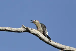 Central America Prints: Yucatan Woodpecker (Melanerpes pygmaeus) adult male