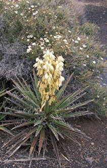 Succulents Prints: Yucca - Blue (Yucca baccata)