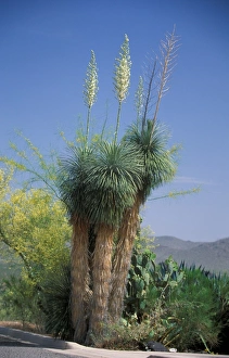 Succulents Prints: Yucca - Mojave (Yucca shidigera)