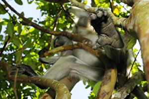 Zanzibar Red Colobus (Procolobus kirkii) adult, close-up of foot, sitting on branch in tree, Jozani Forest, Zanzibar, Tanzania