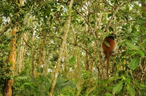 Zanzibar Red Colobus (Procolobus kirkii) adult, sitting on tree branch in forest habitat, Jozani Forest, Zanzibar, Tanzania