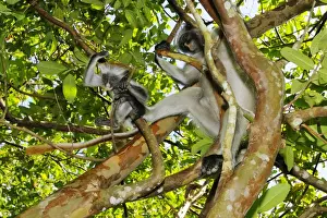 Zanzibar Prints: Zanzibar Red Colobus (Procolobus kirkii) adult female with young