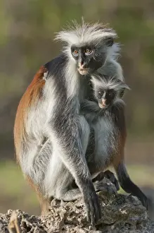 Zanzibar Red Colobus (Procolobus kirkii) adult female with young, Zanzibar, Tanzania