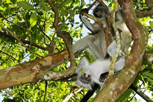 Zanzibar Red Colobus (Procolobus kirkii) adult female with young, sitting on branches in tree, Jozani Forest, Zanzibar, Tanzania