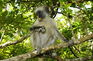 Zanzibar Red Colobus (Procolobus kirkii) immature, sitting on branch in tree, Jozani Forest, Zanzibar, Tanzania