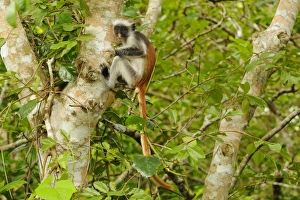 Zanzibar Red Colobus (Procolobus kirkii) young, feeding, sitting on branches in tree, Jozani Forest, Zanzibar, Tanzania