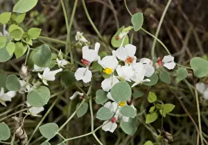 Limestone Prints: Zapatitos de la Virgen (Sarcocapnos enneaphylla) flowering