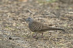 Dove Prints: Zebra Dove (Geopelia striata) adult, walking on ground, Candaba, Luzon Island, Philippines