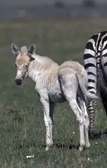 Equids Prints: Zebra (Equus burchelli) (Albino) Young standing behind adult / Masai Mara