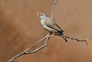 Desert Prints: Zebra Finch (Taeniopygia guttata) adult female, perched on twig, Uluru-Kata Tjuta N. P