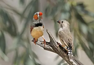 Zebra Finch (Taeniopygia guttata) adult male and immature female, perched on log, Uluru-Kata Tjuta N. P