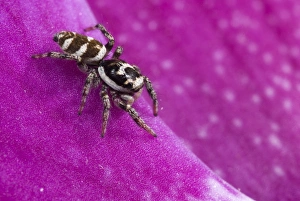 Salticidae Prints: Zebra Jumping Spider (Salticus scenicus) adult, on orchid flower, Italy