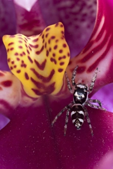 Zebra Jumping Spider (Salticus scenicus) adult, on orchid flower, Italy