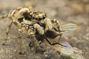 Zebra Jumping Spider (Salticus scenicus) adult, feeding on fly prey, Leicestershire, England, june