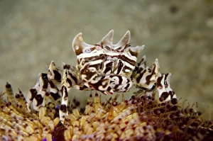 Komodo Prints: Zebra Urchin Crab (Zebrida adamsii) adult