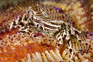 Zebra Urchin Crab (Zebrida adamsii) adult, on Fire Urchin (Asthenosoma varium), Rinca Island, Komodo N. P