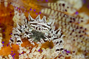 Komodo Prints: Zebra Urchin Crab (Zebrida adamsii) adult female