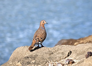 Dove Prints: Zenaida Dove (Zenaida aurita) adult, standing on rocks near sea, Grenada