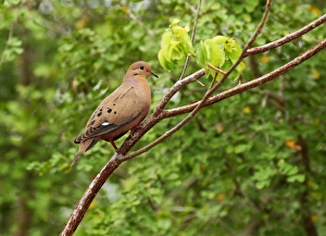Zenaida Dove (Zenaida aurita) adult, perched on branch, Cayman Islands