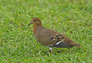 Pigeon Prints: Zenaida Dove (Zenaida aurita aurita) adult