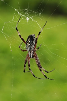 Webs Prints: Zig-zag Spider (Neoscona cooksoni) adult, in web, Galapagos Islands