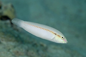 Zigzag Wrasse (Halichoeres scapularis) adult, swimming, Nyata Island, Barat Daya Islands, Lesser Sunda Islands