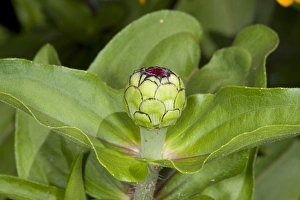 Buds Prints: Zinnia (Zinnia elegans) close-up of flowerbud, in garden, Ottawa, Ontario, Canada, July