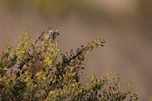 Warblers Prints: Zitting Cisticola (Cisticola juncidis) adult, perched on bush, Portugal, October