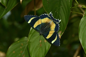 Queensland Prints: Zodiac Moth (Alcides metaurus) adult, resting on leaf, Queensland, Australia, November
