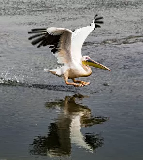 A white pelican taking off at Walvis Bay, Namibia