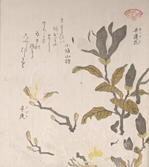 Magnolia Flowers, 19th century. Creator: Kubo Shunman